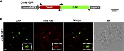 Biotechnological Production of the Cell Penetrating Antifungal PAF102 Peptide in Pichia pastoris